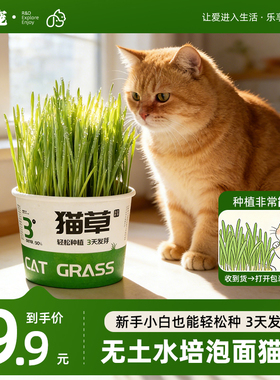 泡面猫草懒人水培种植罐装成猫调理肠胃化毛球排毛自种猫草