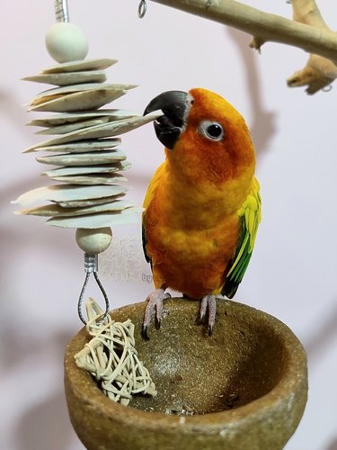 啃咬补钙鹉林外传磨嘴鹦鹉玩具