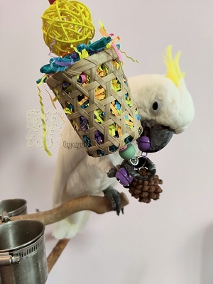 啃咬解闷鹉林外传益智鹦鹉玩具