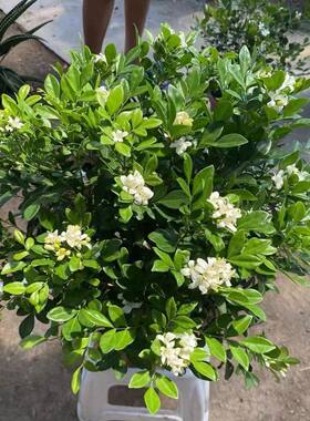 九里香盆载室内外浓香型多年生木本植物千里香百里香绿植