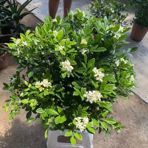 九里香盆载室内外浓香型多年生木本植物千里香百里香绿植