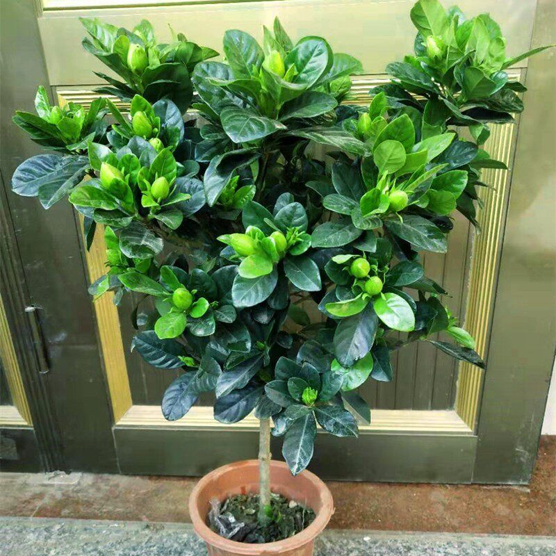 棒棒糖 大叶牡丹栀子花 室内外盆栽绿植花开四季浓香型花卉