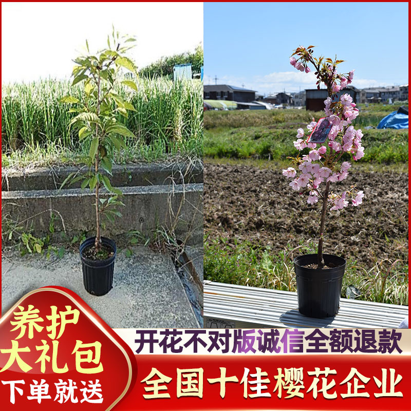 【泰山樱花馆】樱花树苗日本品种南方盆栽北方庭院别墅种植垂枝樱