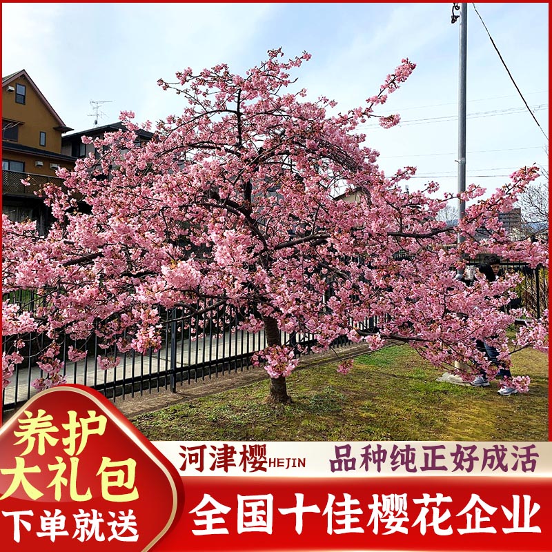 【泰山樱道馆】河津樱 樱花寒绯与大岛 盆栽品种苗木