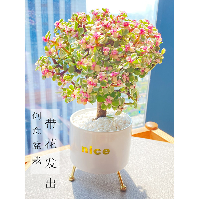 金枝玉叶老桩多肉植物花卉盆栽绿植室内盆栽办公桌面绿植稀有品种