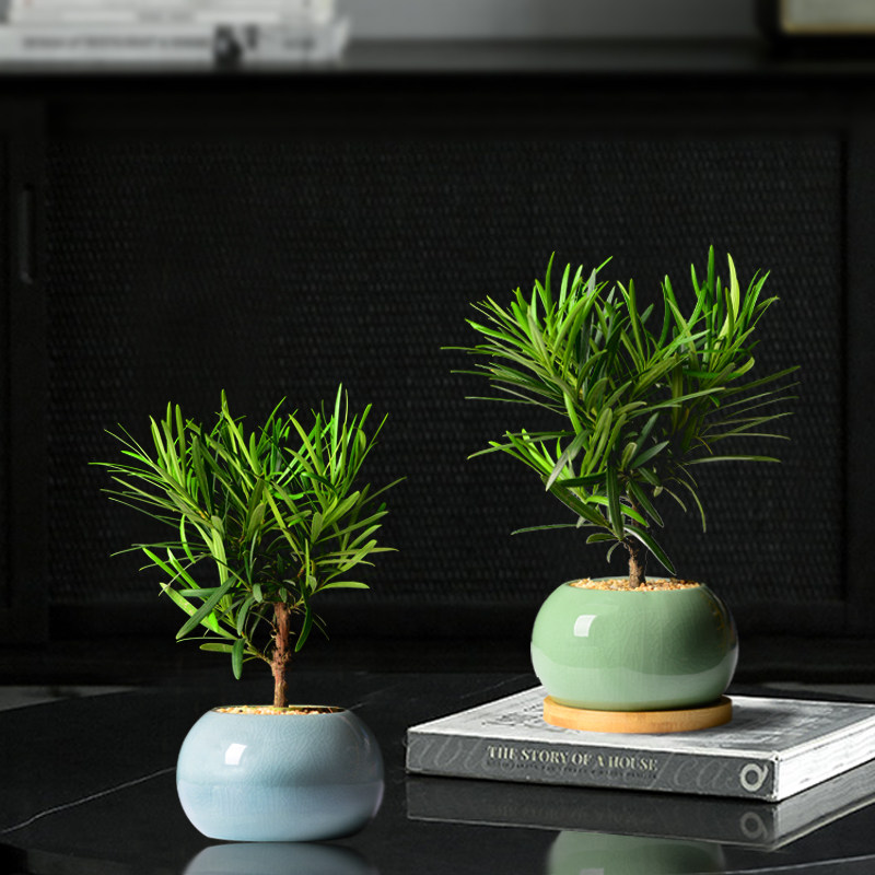 罗汉松老桩盆景桌面办公室盆栽吸甲醛植物盘栽办公桌室内花卉绿植,鲜花速递/花卉仿真/绿植园艺,绿植,淘宝优惠券,粉丝福利购,淘宝优惠卷