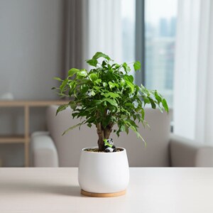幸福树客厅四季常绿绿宝办公室内耐阴植物老桩好养绿植办公桌茶几