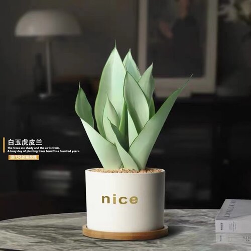 白玉虎皮兰室内盆栽桌面