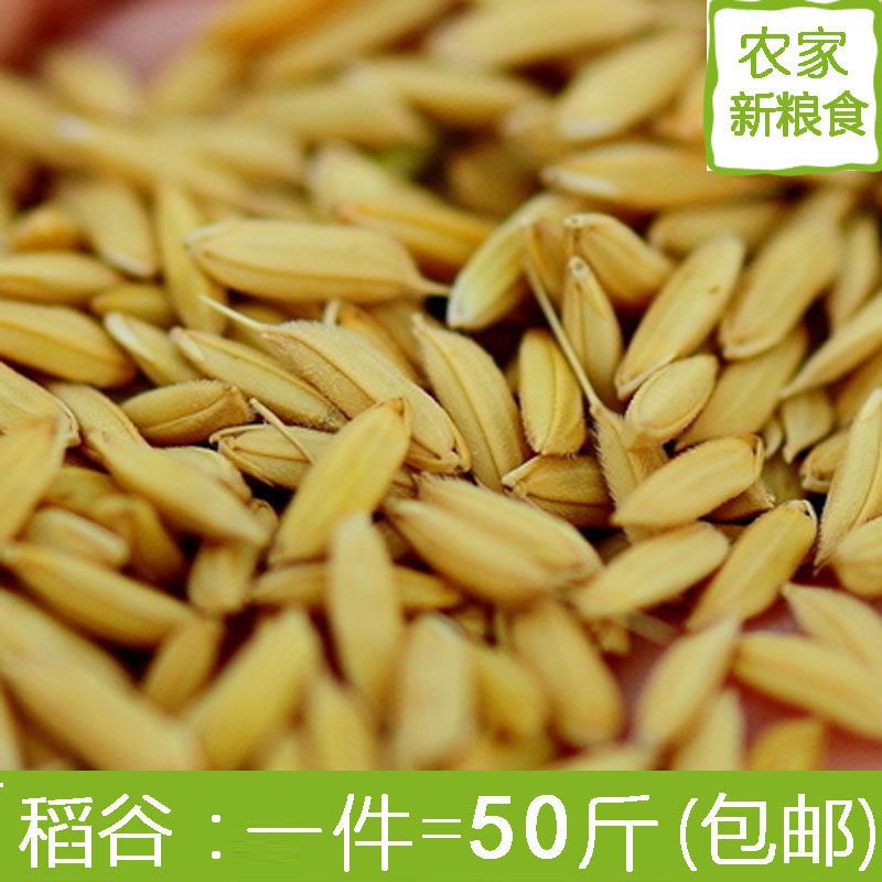 农家新鲜稻谷带壳谷子水稻鸽粮鸟粮粮食喂鸡鸭鹅鸽鸟饲料稻谷喂鸡