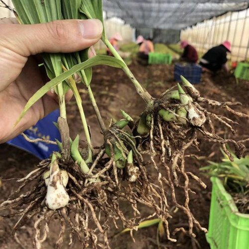 正宗白芨苗 白及种苗紫花三叉大白芨基地直供优质白及苗新鲜