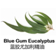 蓝胶尤加利精油10ML完全挥发纯单方植物澳洲桉树精油香薰厂家直销