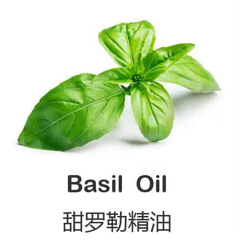 沉香醇罗勒甜罗勒单方精油10ml纯精油益肺健脾助消化抗痉挛