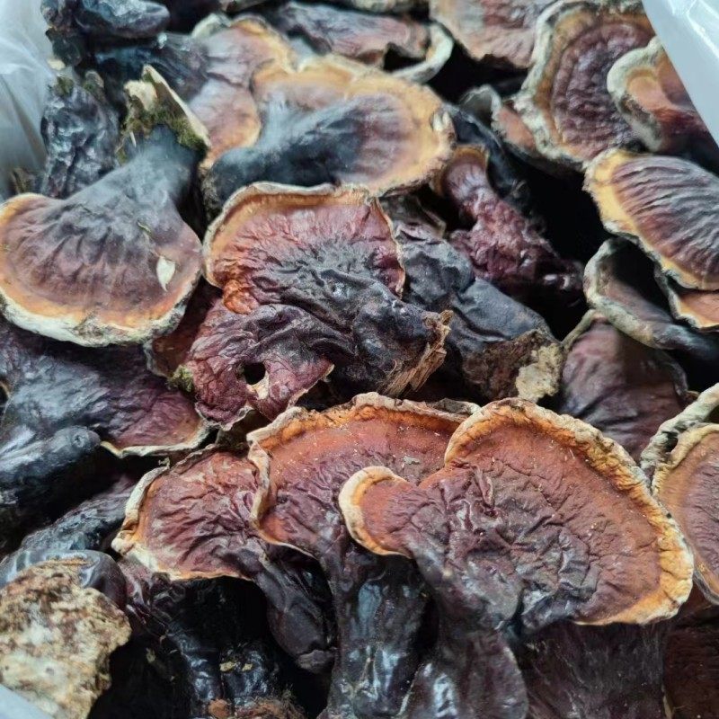 长白山 本地灵芝,传统滋补营养品,整枝灵芝,淘宝优惠券,粉丝福利购,淘宝优惠卷