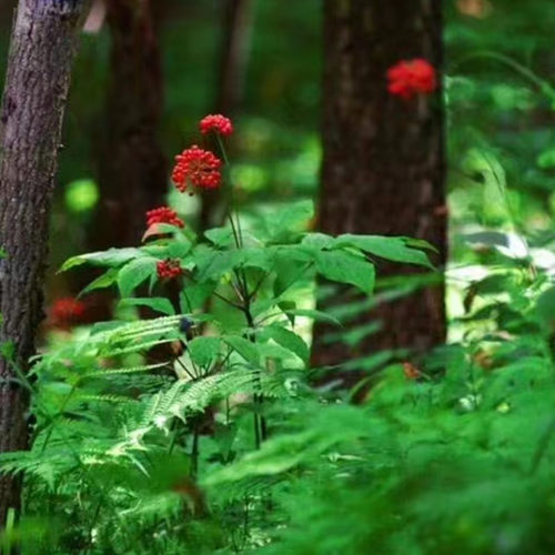 长白山土特产鹿参坊东北特产店1元补运费专用链直播间通道