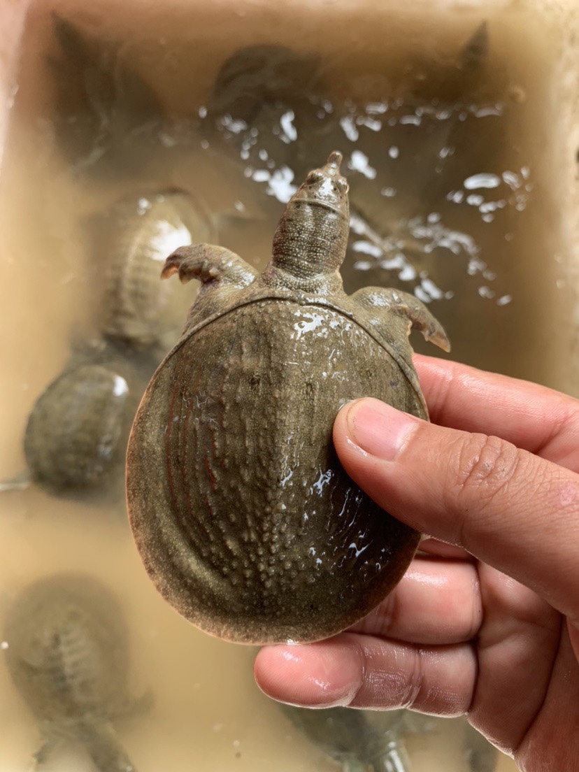 顺丰快递黄河鳖1-2两小甲鱼苗活体外塘养殖甲鱼团鱼水鱼王八苗
