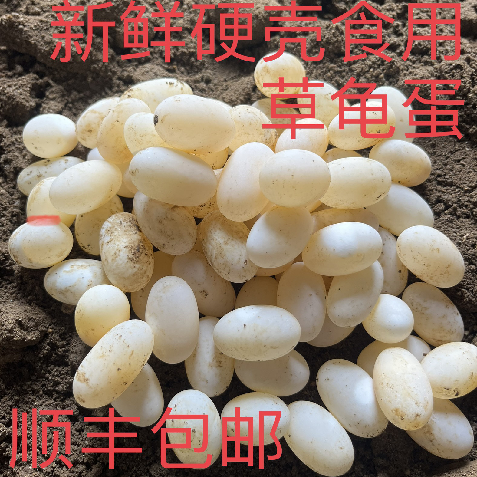 食用乌龟蛋新鲜中华草龟硬壳龟蛋顺丰包邮孩子辅食长寿乌龟蛋土龟