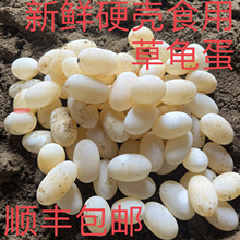 食用乌龟蛋新鲜中华草龟硬壳龟蛋顺丰包邮孩子辅食长寿乌龟蛋土龟