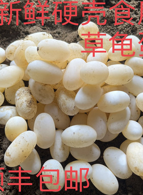 食用乌龟蛋新鲜中华草龟硬壳受精龟蛋顺丰包邮孩子辅食长寿乌龟蛋