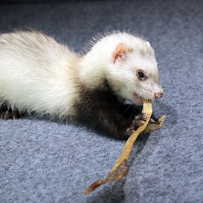 风干磨牙棒鸭喉管气管食管磨牙宠物雪貂猫狗零食增肥促消化训练