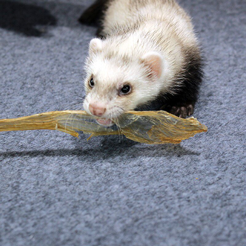 单只试吃鸭喉管 磨牙棒 鸭喉管 宠物雪貂猫狗零食 营养增肥训练奖