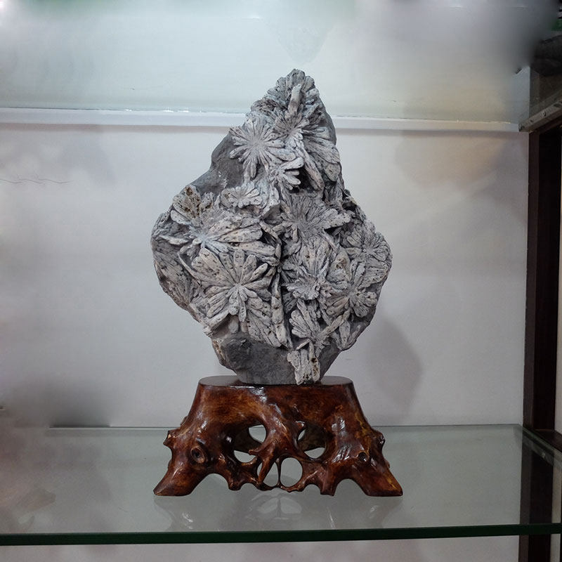 奇石菊花石原石天然特色原生态观赏石矿物收藏高端办公室家具摆件