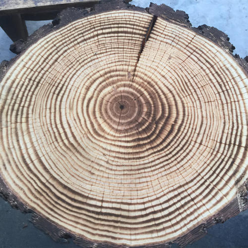 原木片实木墙背景木纹年轮家居装饰墙木片贴户外碳化自然环保碳化