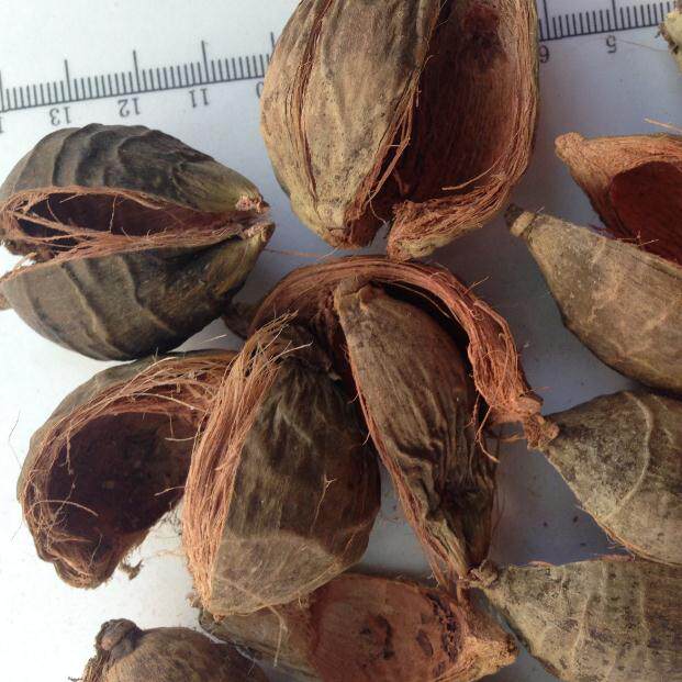 大腹皮 6件包邮 茯毛 中药材 槟榔皮 槟榔衣 槟榔 500g克