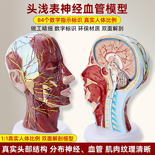 头部矢状断层解剖 头颈部解剖 耳鼻喉科模型 大脑模型头浅表模型 - 封面