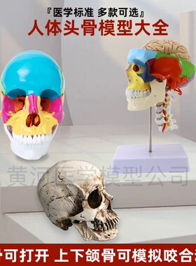 成人1：1头骨解剖结构模型头颅骨标本医学仿真人体可拆卸彩色骷髅