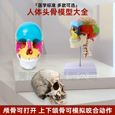 成人1：1头骨解剖结构模型头颅骨标本医学仿真人体可拆卸彩色骷髅