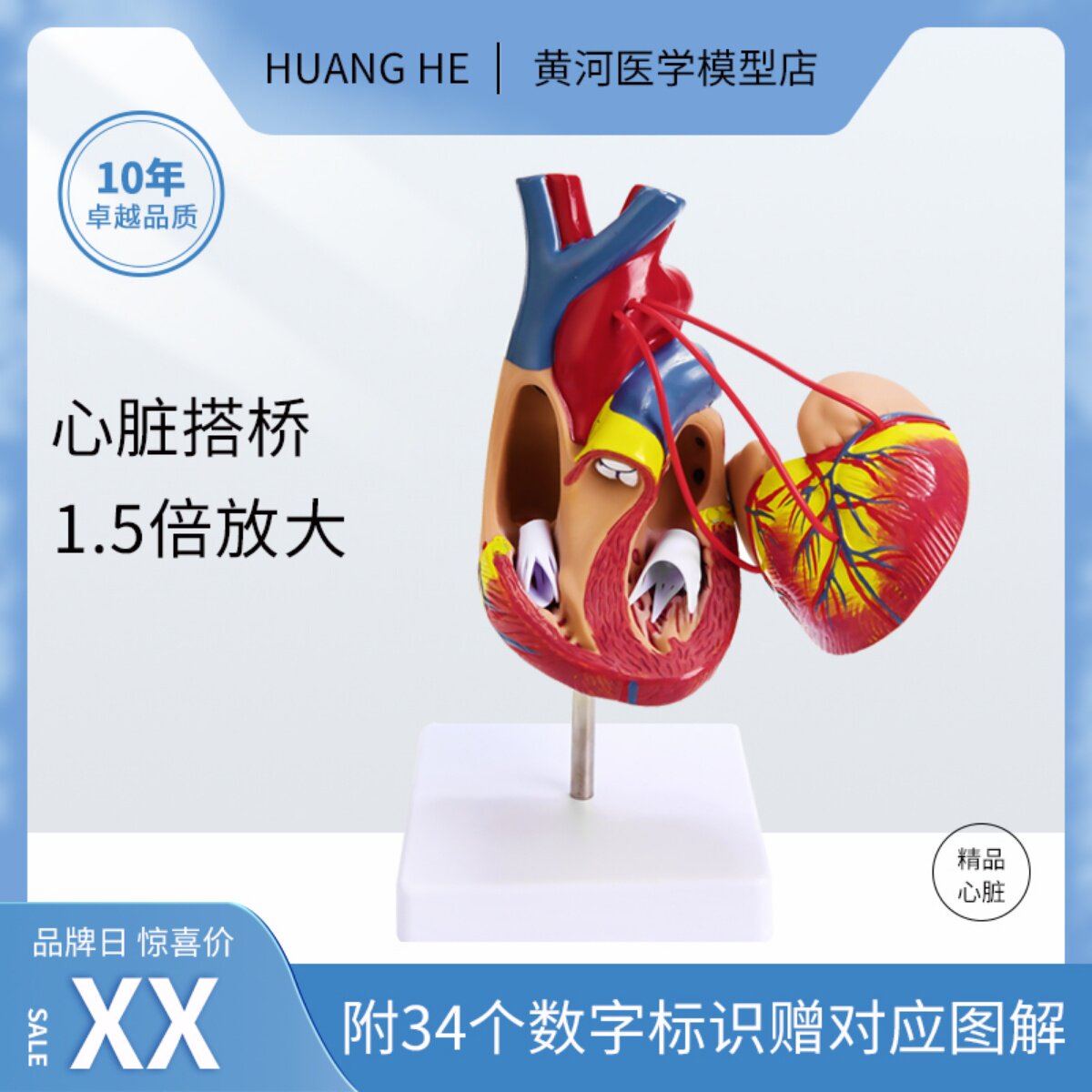 1.5X 심장 우회 배율 모델 병원 학교 교육 데모 모델 교육 소품 내부 장기 해부학