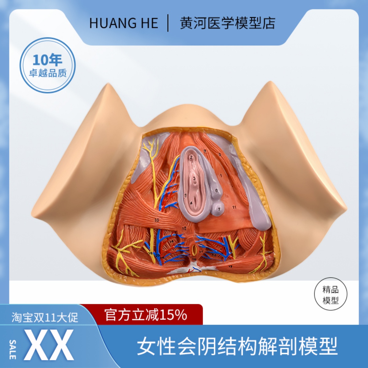女性会阴妇科生殖器解剖模型