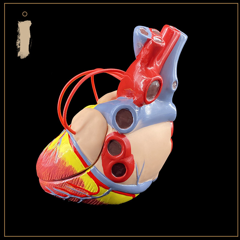 1.5X 심장 우회 배율 모델 병원 학교 교육 데모 모델 교육 소품 내부 장기 해부학