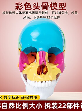 人体教学模型头骨解剖黄河可拆装