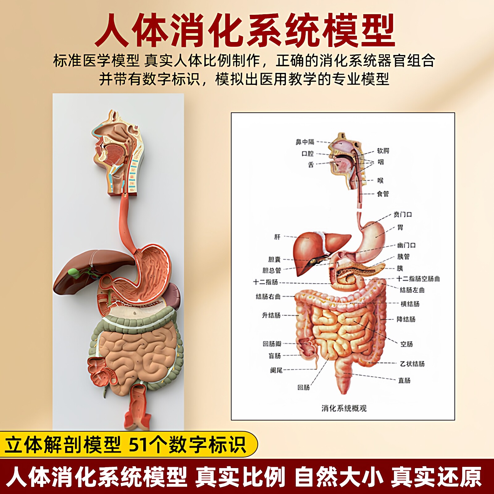 人体消化系统器官解剖模型鼻咽喉心肝肺肾脏大肠医院学校教学模型