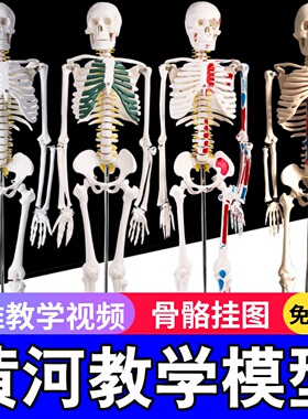 45 85 170cm人体骨骼模型骨架人体模型成人小白骷髅教学脊椎全身