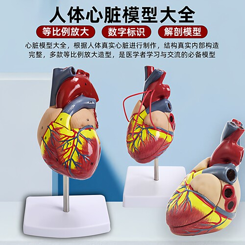 人体仿真心脏解剖模型放大可拆卸