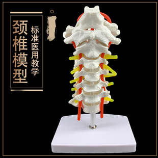骨骼架模型 颈椎带颈动脉 后枕骨 椎间盘与神经教学模型 腰椎