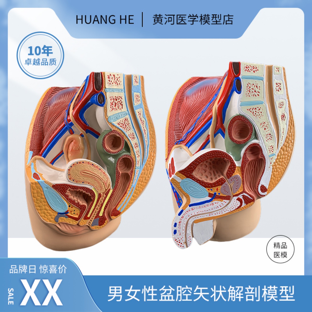 男女性盆腔生殖器子宫解剖模型