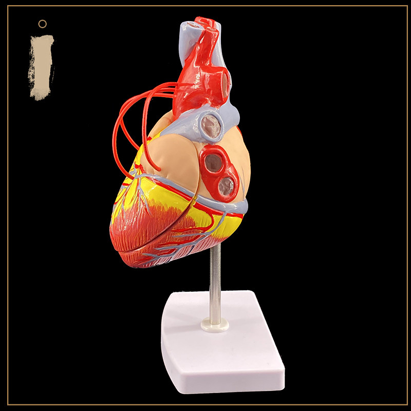 1.5X 심장 우회 배율 모델 병원 학교 교육 데모 모델 교육 소품 내부 장기 해부학