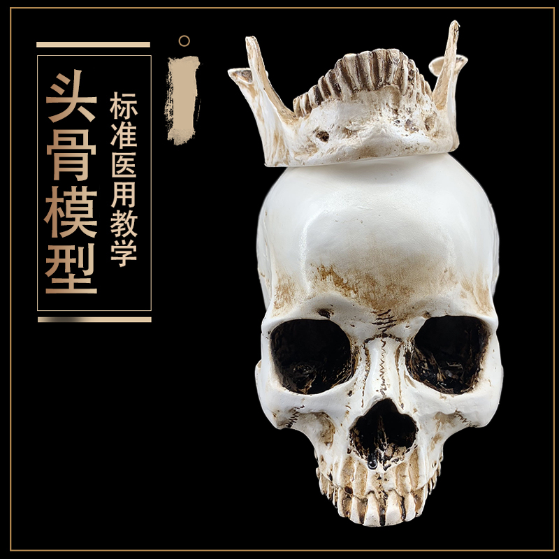 精品仿真1:1人头骨模型树脂骷髅头医学头骨美术临摹仿古头模型