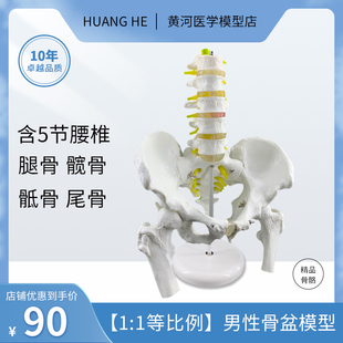 骨盆模型附五节腰椎脊柱模型盆骨模型人体骨骼模型股骨腰椎椎间盘