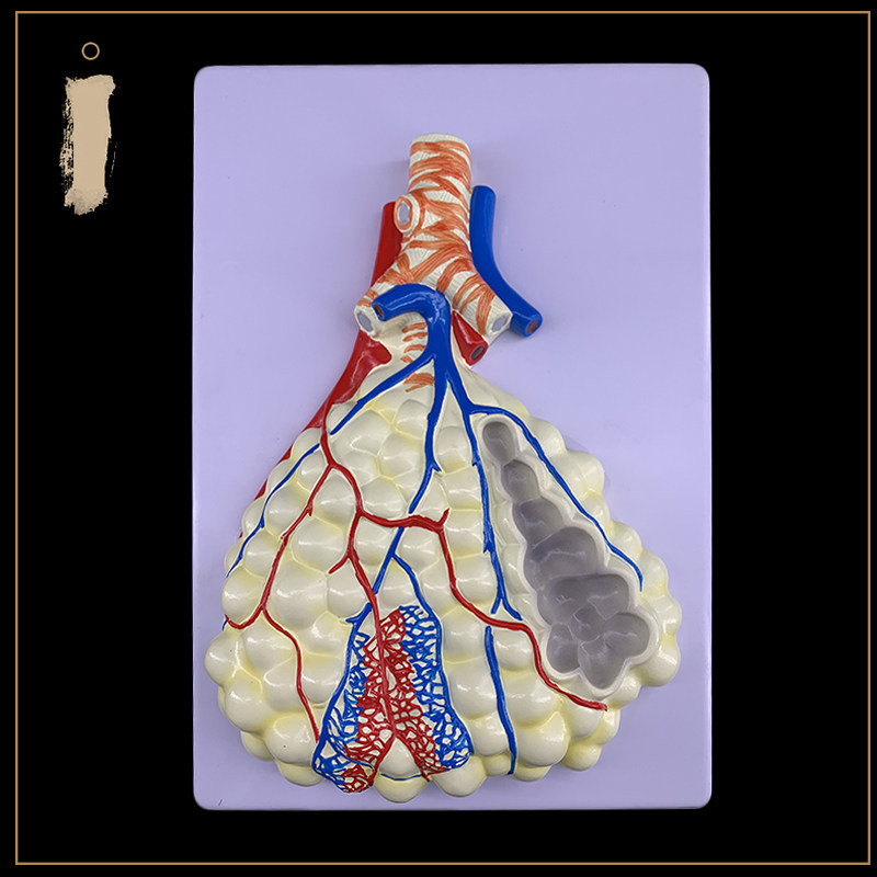 인간의 호흡기 시스템 해부 모델 폐 해부학 호흡기 시스템 릴리프 모델 폐포 확대 해부 모델