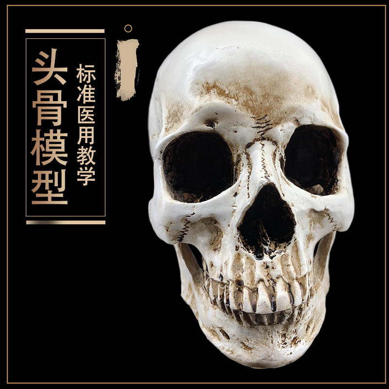 고품질 시뮬레이션 1:1 인간 두개골 모델 수지 두개골 의료 두개골 아트 복사 골동품 머리 모델