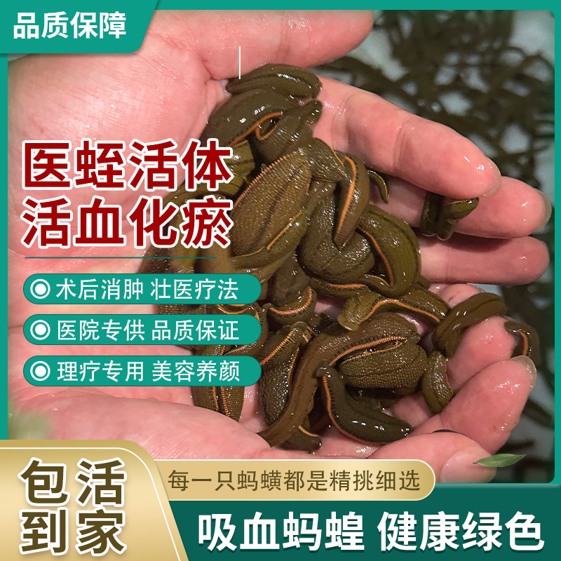 金边蚂蟥菲牛蛭抗血栓抗凝血