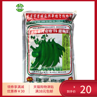 甜豆种子豌豆种子翠珍甜脆豌豆种子春季秋季冬季播种大田基地