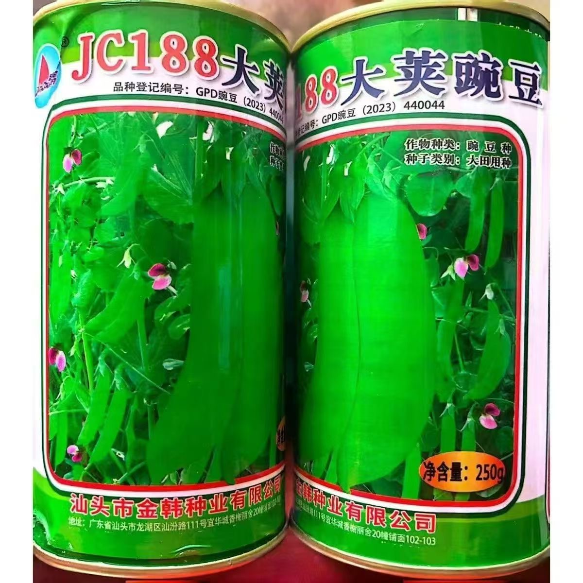 金韩大荚红花荷兰豆JC188大荚豌豆种子