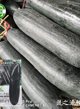 杂交黑皮铁心长冬瓜清蔬墨钻730新育成厚肉炮弹型储存易授粉