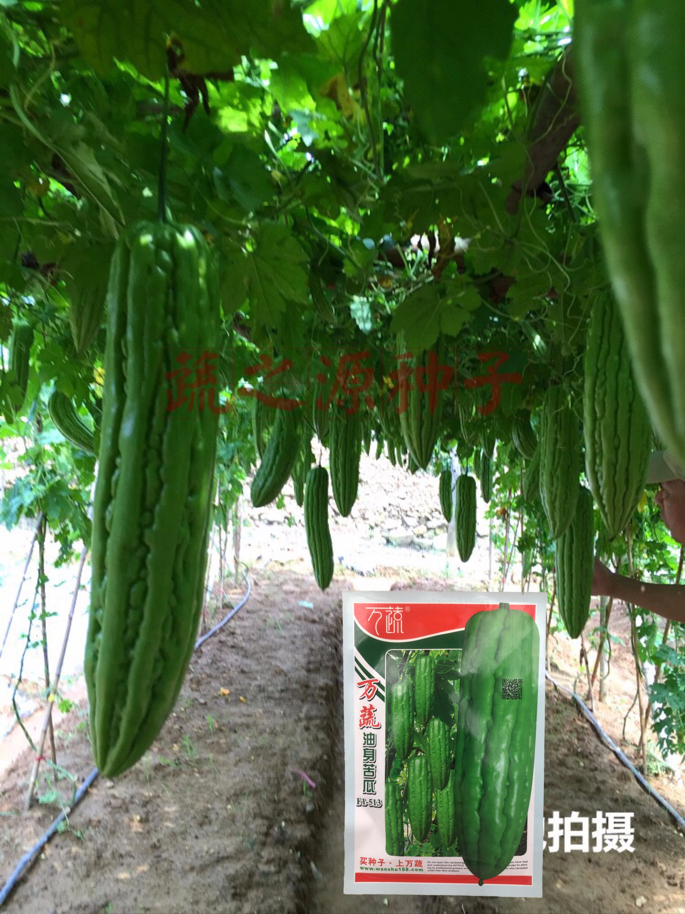 苦瓜种子春夏秋播万蔬油身苦瓜种子一代杂交黑籽商品率高