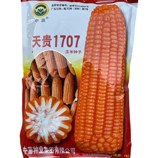 天贵1707玉米种子高产红色大棒杂交玉米种子包谷种硬粒1公斤